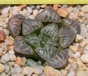 Haworthia splendens-hybrids